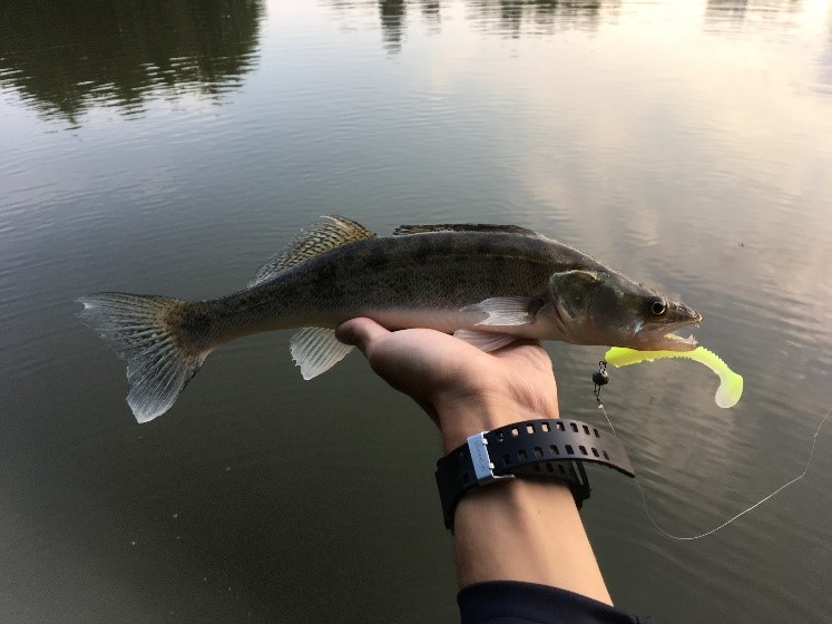 keitech fat swing impact